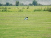 8-dsc_5977_1